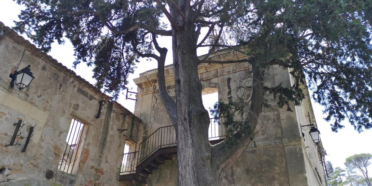 Bed and Breakfast Le Mimosa Saint-Saturnin-de-Lucian Exteriér fotografie